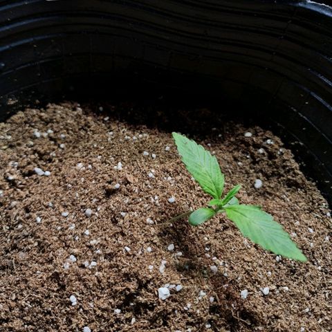 Auto Critical #2 growlog timeline photo