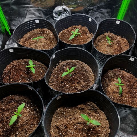 Auto Faraon #2 growlog timeline photo