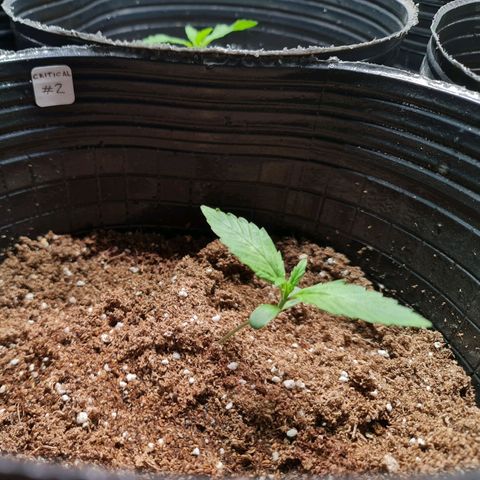 Auto Critical #2 growlog timeline photo