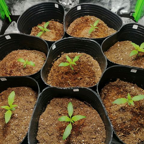 Auto Faraon #2 growlog photo: Automáticas Día 14