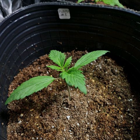 Auto Purple  #1 growlog timeline photo