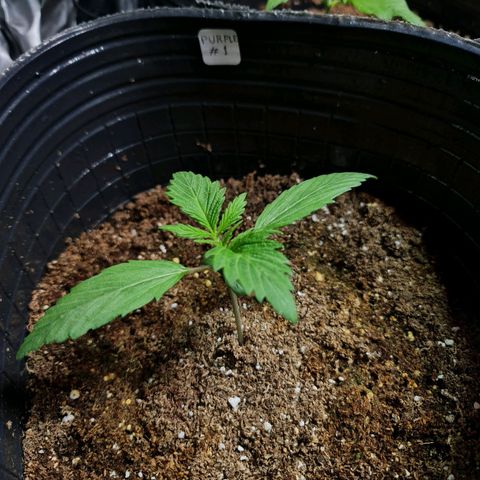 Auto Purple  #1 growlog timeline photo