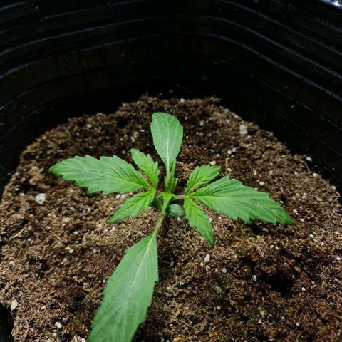 Auto Purple  #2 growlog timeline photo
