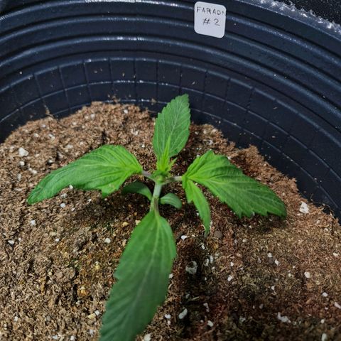 Auto Faraon #2 growlog timeline photo