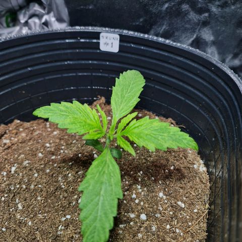 Auto Super Skunk #1 growlog timeline photo