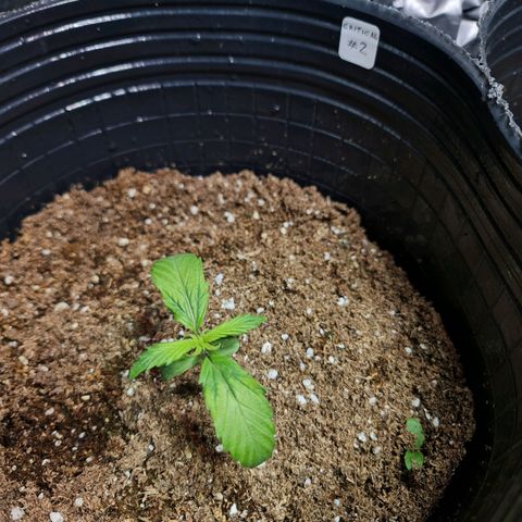 Auto Critical #2 growlog timeline photo