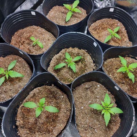 Auto Faraon #2 growlog timeline photo