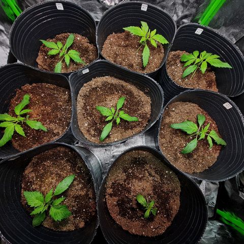 Auto Faraon #2 growlog timeline photo