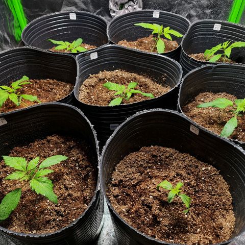 Auto Faraon #2 growlog timeline photo