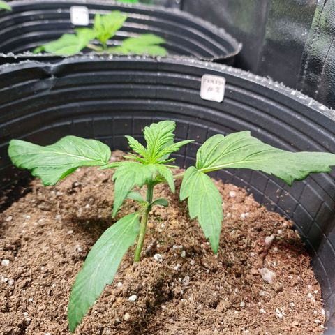 Auto Faraon #2 growlog timeline photo