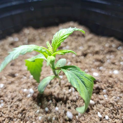 Auto Critical #2 growlog timeline photo