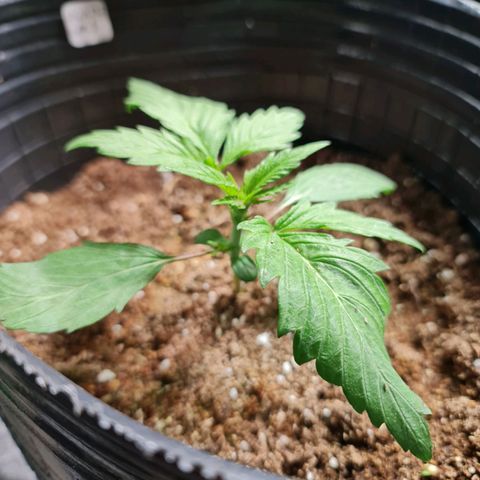 Auto Purple  #1 growlog timeline photo