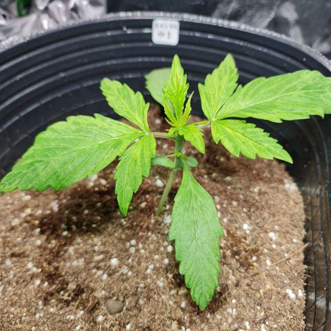 Auto Super Skunk #1 growlog timeline photo