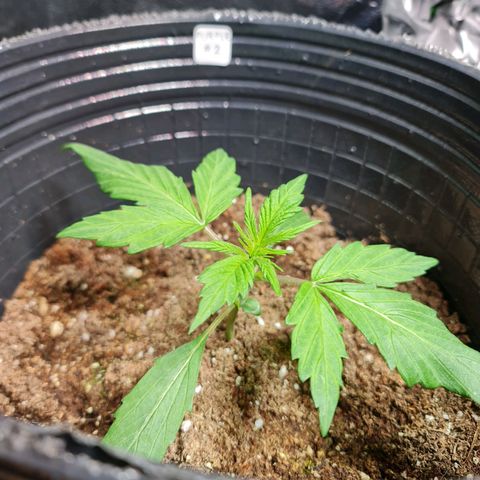 Auto Purple  #2 growlog timeline photo