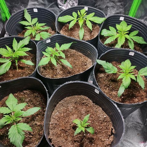Auto Faraon #2 growlog timeline photo