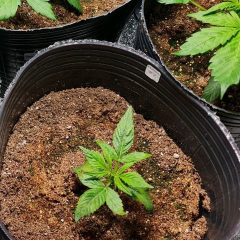 Auto Critical #2 growlog timeline photo