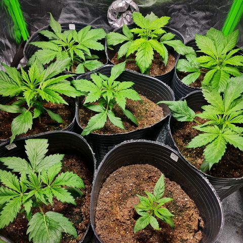 Auto Faraon #2 growlog timeline photo