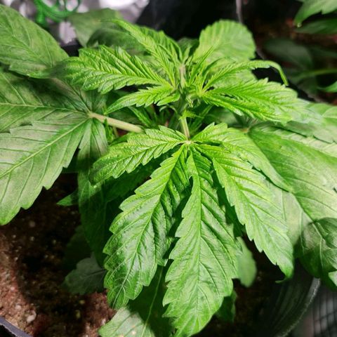 Auto Super Skunk #1 growlog timeline photo