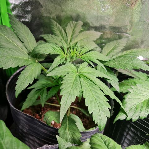 Auto Purple  #2 growlog timeline photo
