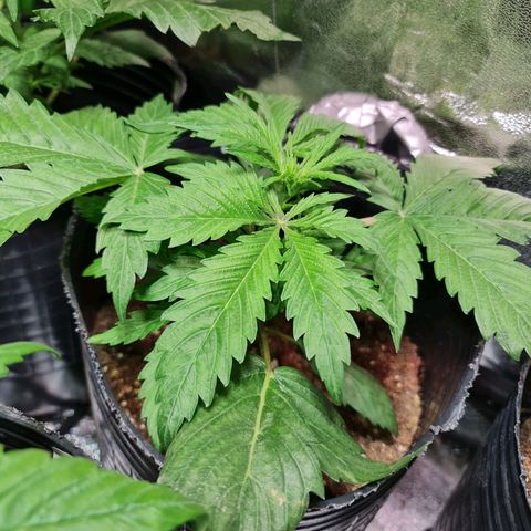 Auto Purple  #1 growlog timeline photo
