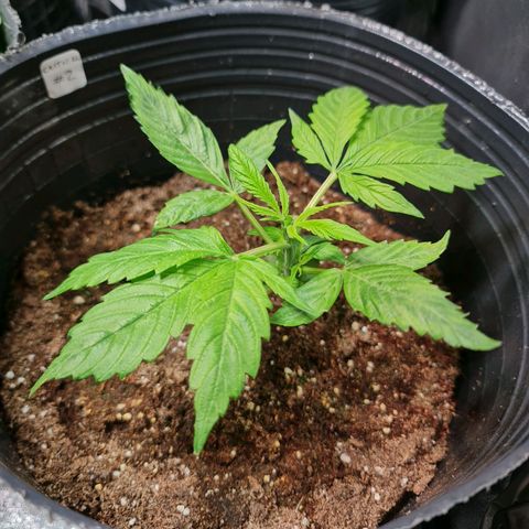 Auto Critical #2 growlog timeline photo