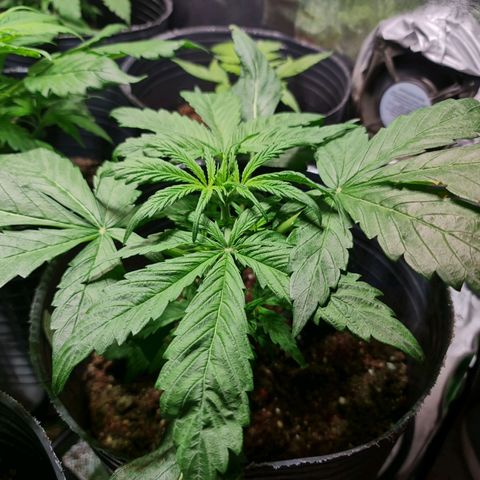 Auto Faraon #2 growlog timeline photo
