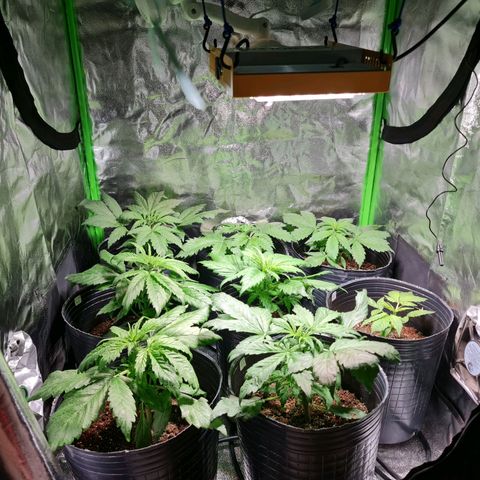 Auto Faraon #2 growlog timeline photo
