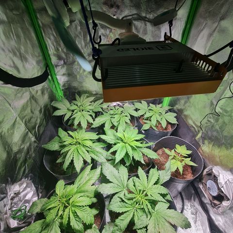 Auto Faraon #2 growlog timeline photo