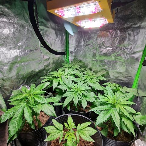Auto Faraon #2 growlog timeline photo