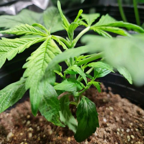 Auto Critical #2 growlog timeline photo