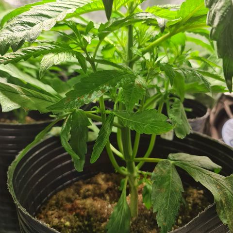 Auto Super Skunk #1 growlog timeline photo