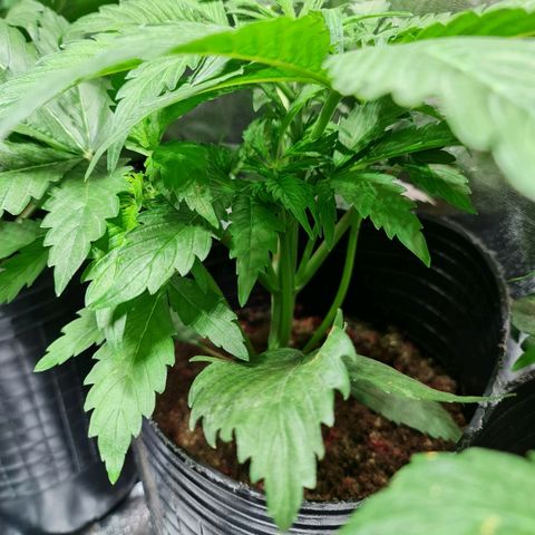 Auto Purple  #1 growlog timeline photo