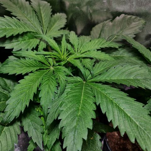 Auto Purple  #1 growlog timeline photo