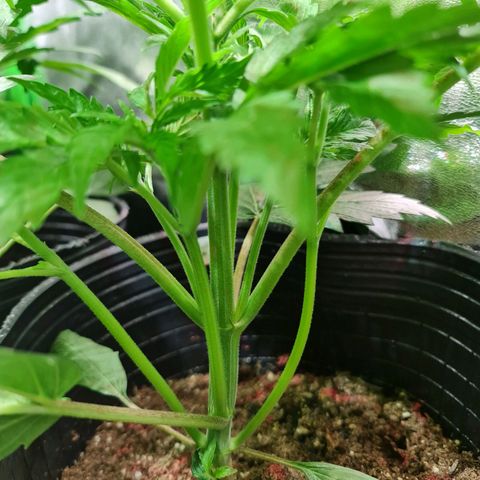 Auto Purple  #1 growlog timeline photo