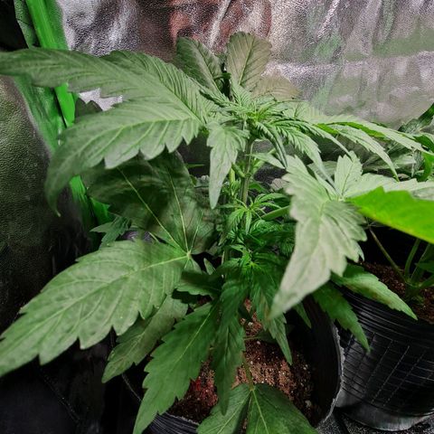 Auto Purple  #2 growlog timeline photo