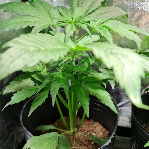 Auto Purple  #2 growlog timeline photo