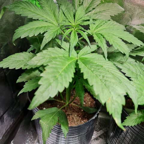 Auto Purple  #2 growlog timeline photo