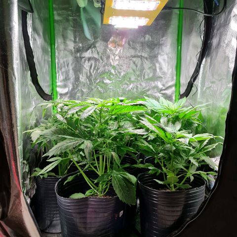 Auto Faraon #2 growlog timeline photo