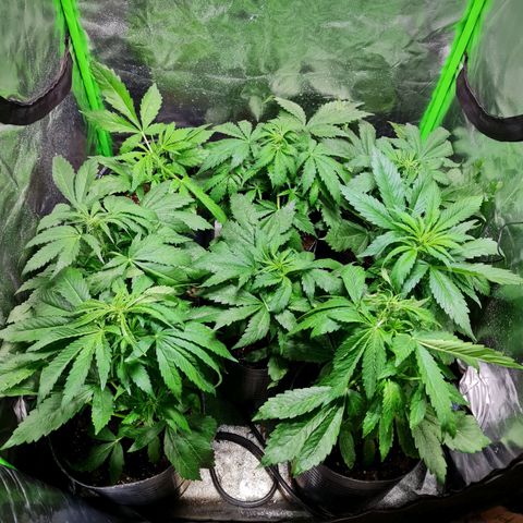 Auto Faraon #2 growlog timeline photo