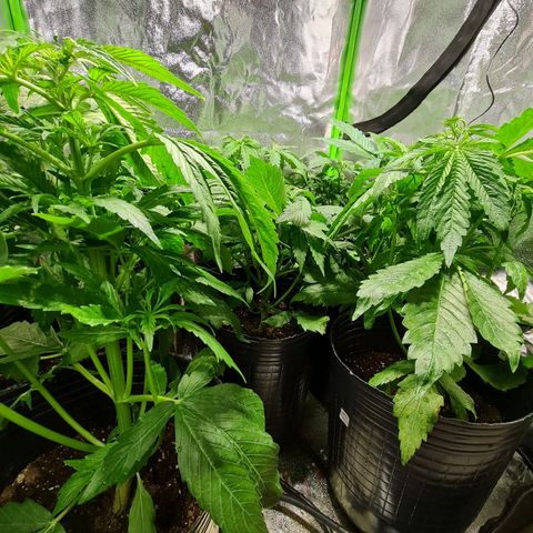 Auto Faraon #2 growlog timeline photo