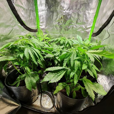 Auto Faraon #2 growlog timeline photo