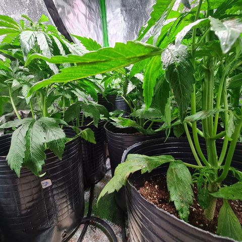 Auto Faraon #2 growlog timeline photo