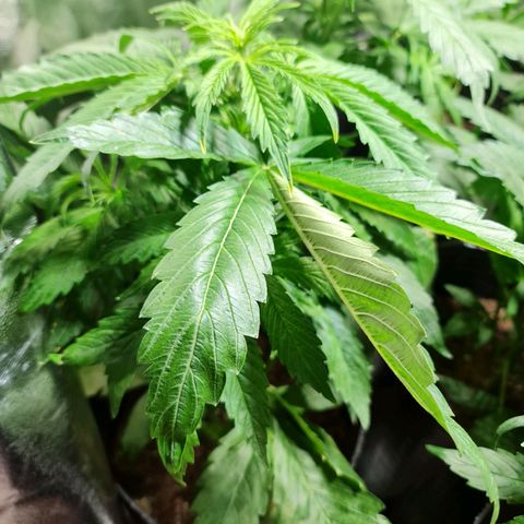 Auto Super Skunk #1 growlog timeline photo