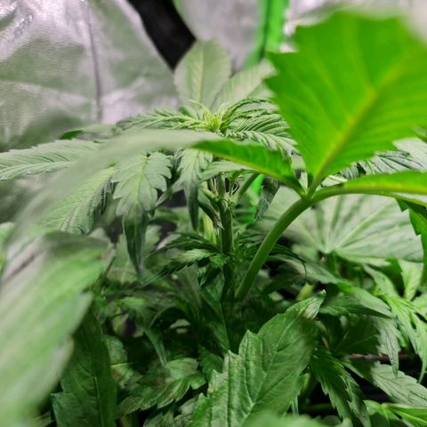 Auto Purple  #2 growlog timeline photo