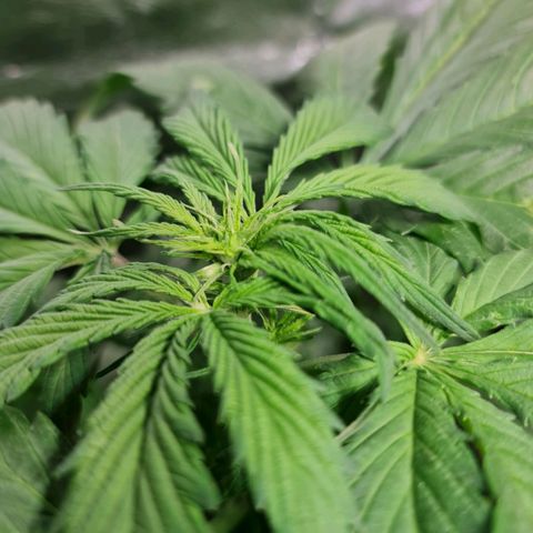 Auto Purple  #2 growlog timeline photo