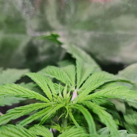 Auto Purple  #1 growlog timeline photo