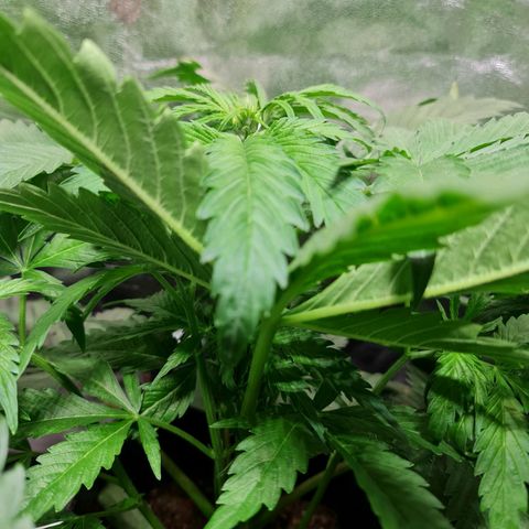 Auto Purple  #1 growlog timeline photo