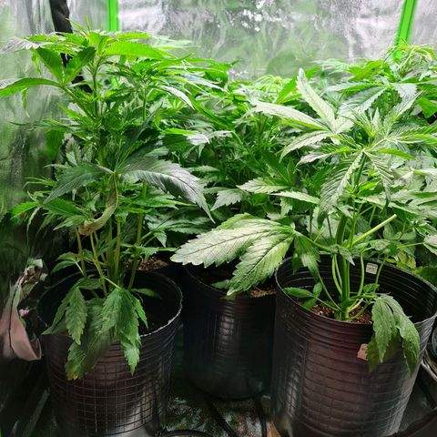 Auto Faraon #2 growlog timeline photo