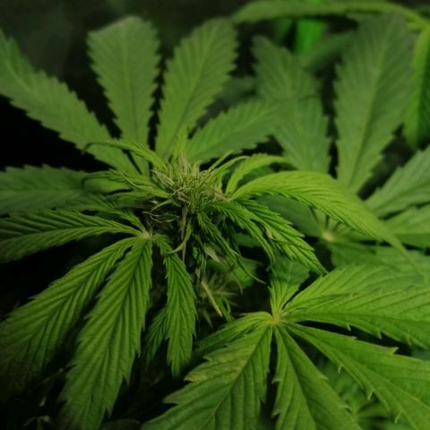 Auto Faraon #2 growlog photo: La flor es Faraon 