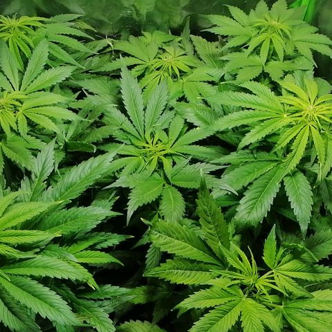 Auto Faraon #2 growlog photo: La flor es Faraon 